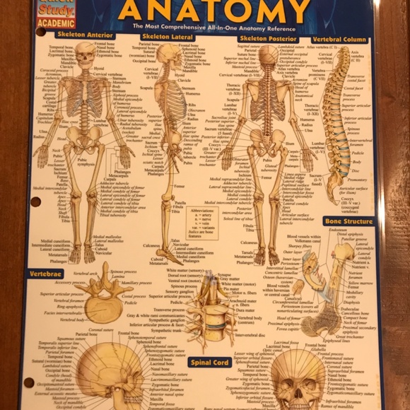 ANATOMY AND ANATOMY TERMINOLOGY QUICKSTUDY LAMINATED REFERENCE GUIDE - Picture 2 of 9